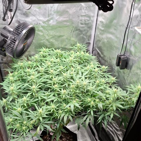 Runtz growlog timeline photo