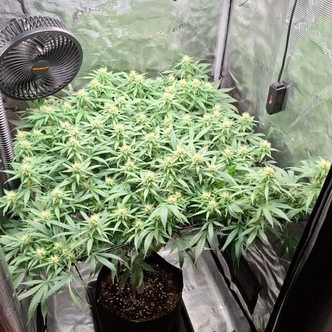Runtz growlog timeline photo