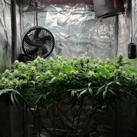Runtz growlog timeline photo