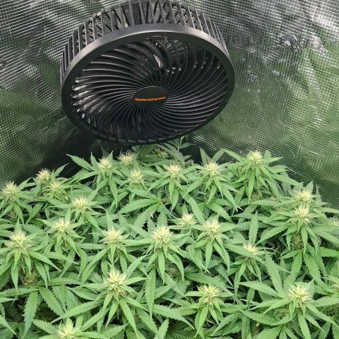 Runtz growlog timeline photo