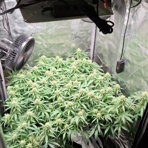 Runtz growlog timeline photo