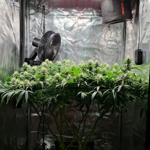 Runtz growlog timeline photo