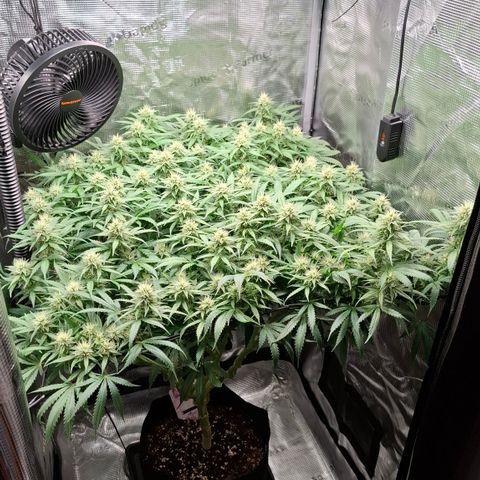 Runtz growlog timeline photo