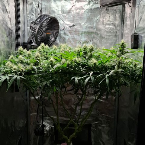 Runtz growlog timeline photo