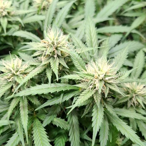 Runtz growlog timeline photo