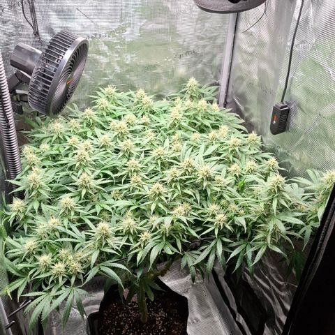 Runtz growlog timeline photo