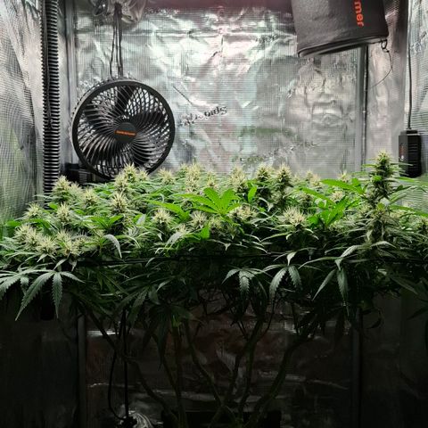 Runtz growlog timeline photo