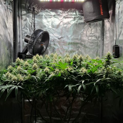 Runtz growlog timeline photo