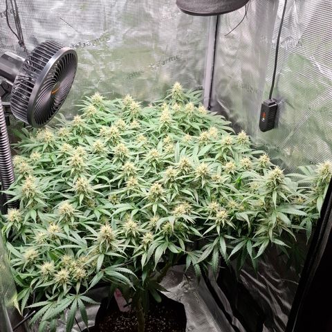 Runtz growlog timeline photo