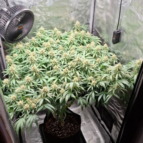 Runtz growlog timeline photo