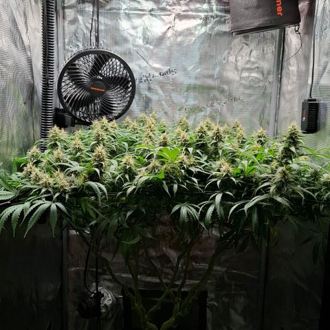 Runtz growlog timeline photo
