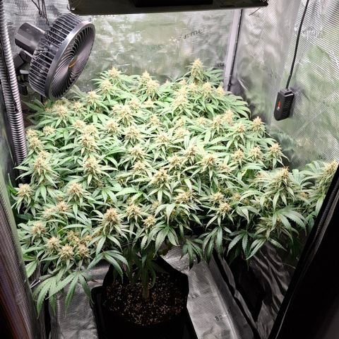 Runtz growlog timeline photo