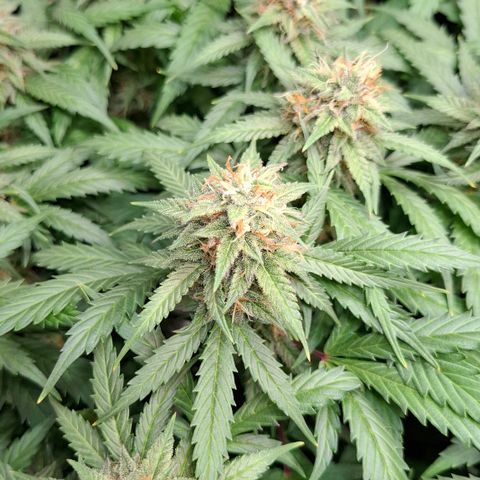 Runtz growlog timeline photo