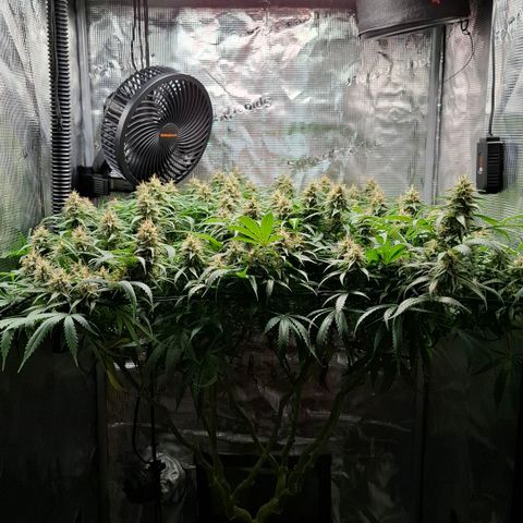 Runtz growlog timeline photo