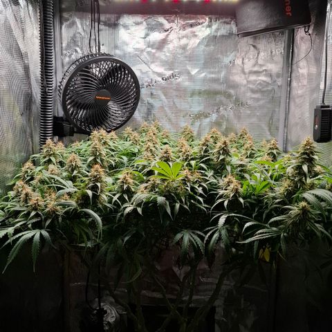 Runtz growlog timeline photo