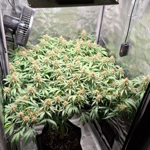 Runtz growlog timeline photo