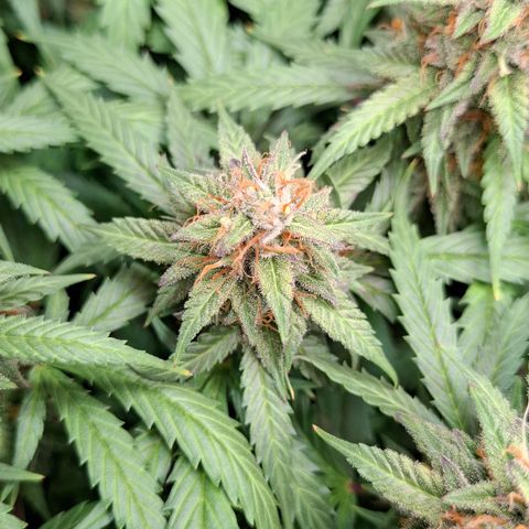 Runtz growlog timeline photo