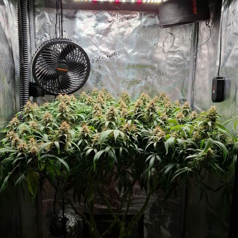 Runtz growlog timeline photo