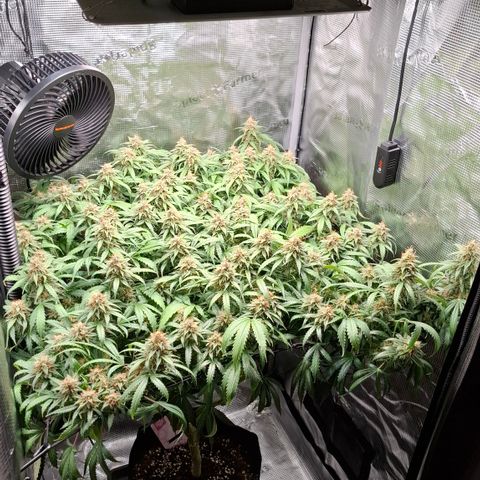 Runtz growlog timeline photo