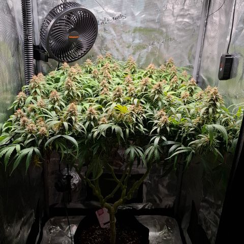 Runtz growlog timeline photo