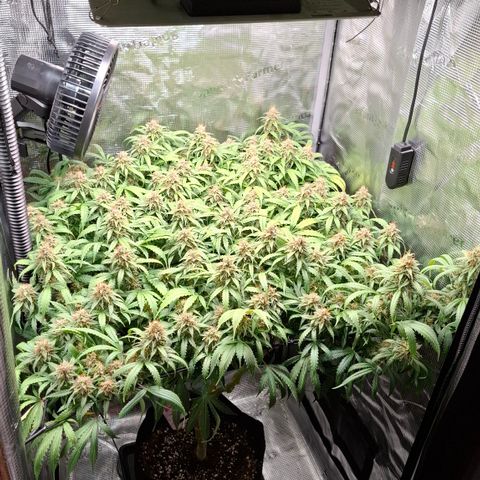 Runtz growlog timeline photo