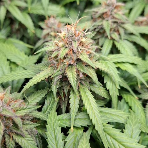 Runtz growlog timeline photo
