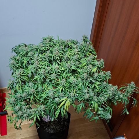 Runtz growlog timeline photo