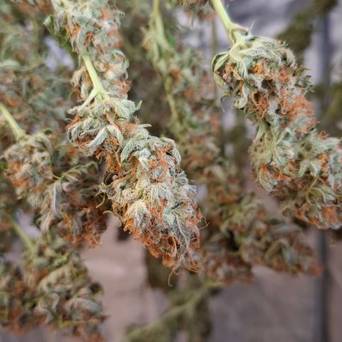 Runtz growlog timeline photo