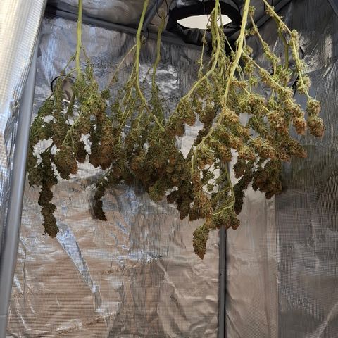 Runtz growlog timeline photo