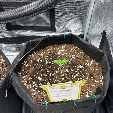 Sour stomper x fantasmo  growlog timeline photo