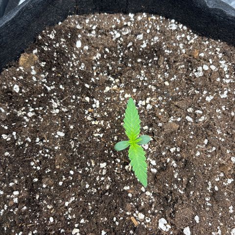 double grape x strawberry nuggets  growlog timeline photo