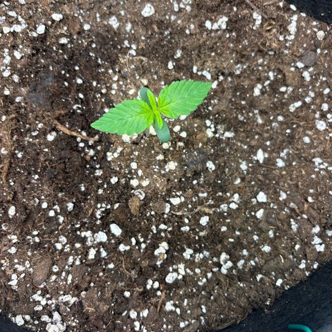 Sour stomper x fantasmo  growlog timeline photo