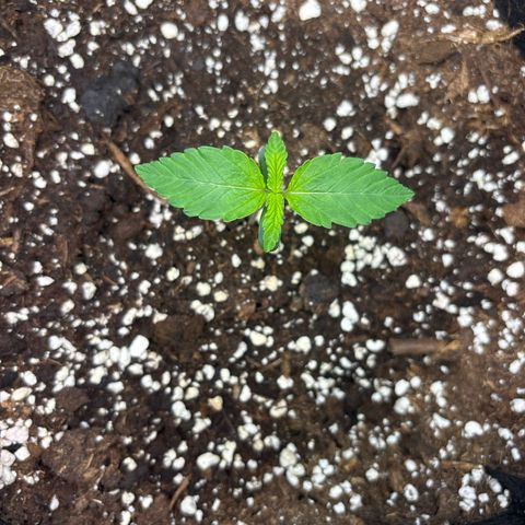 Sour stomper x fantasmo  growlog timeline photo