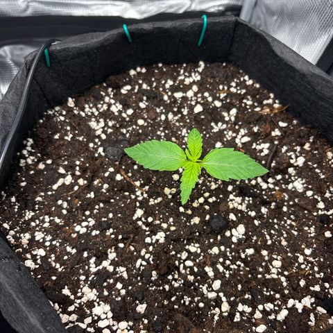 Sour stomper x fantasmo  growlog timeline photo