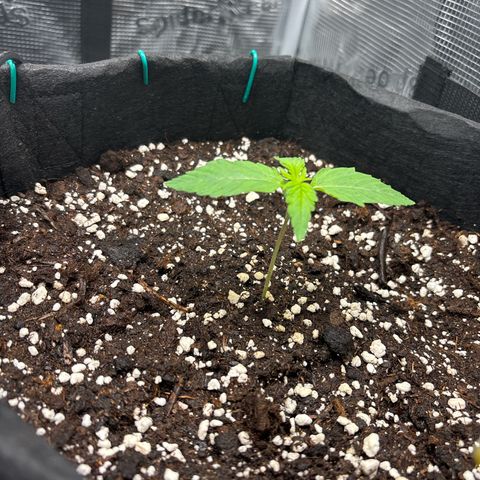 Sour stomper x fantasmo  growlog timeline photo