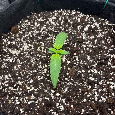 double grape x strawberry nuggets  growlog timeline photo