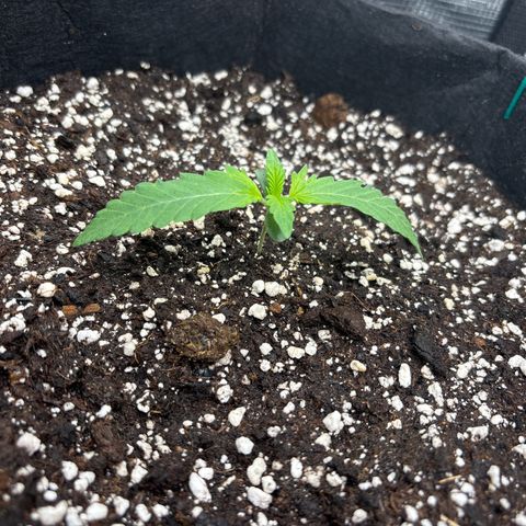 double grape x strawberry nuggets  growlog timeline photo