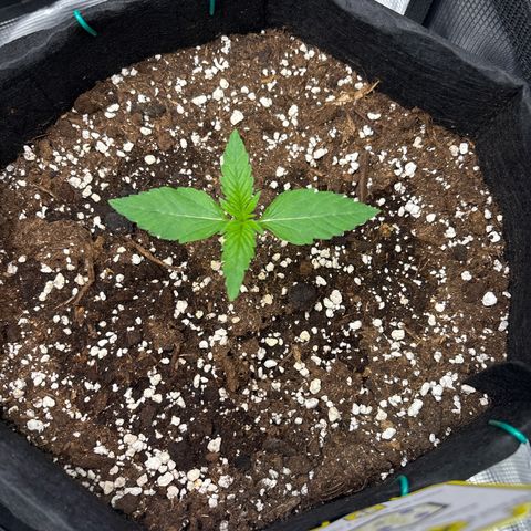 Sour stomper x fantasmo  growlog timeline photo