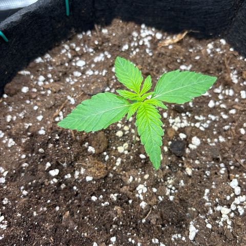 Sour stomper x fantasmo  growlog timeline photo