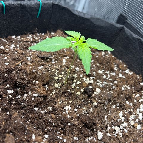 Sour stomper x fantasmo  growlog timeline photo