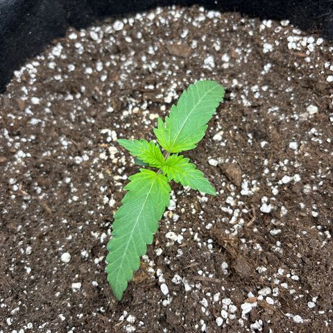 double grape x strawberry nuggets  growlog timeline photo