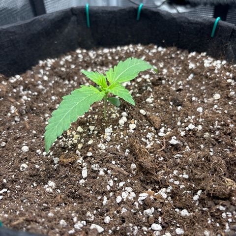 double grape x strawberry nuggets  growlog timeline photo