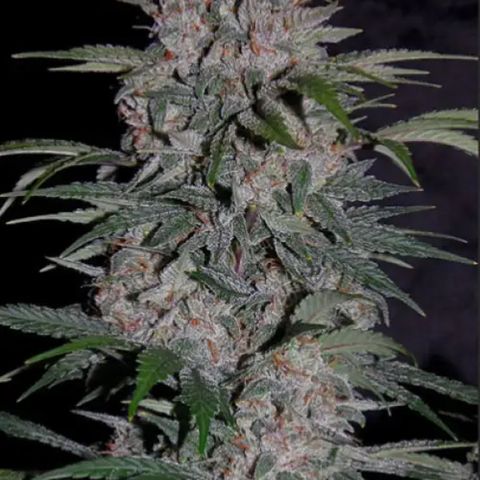double grape x strawberry nuggets  growlog timeline photo