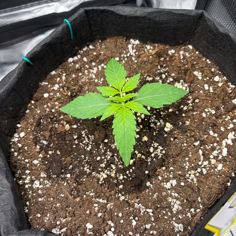 Sour stomper x fantasmo  growlog timeline photo