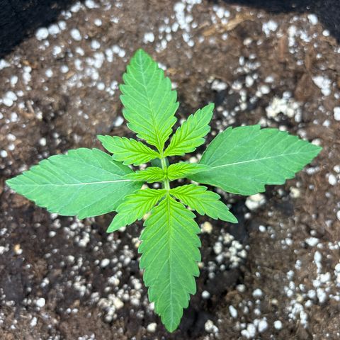 Sour stomper x fantasmo  growlog timeline photo