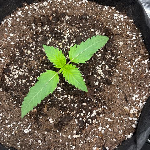 double grape x strawberry nuggets  growlog timeline photo