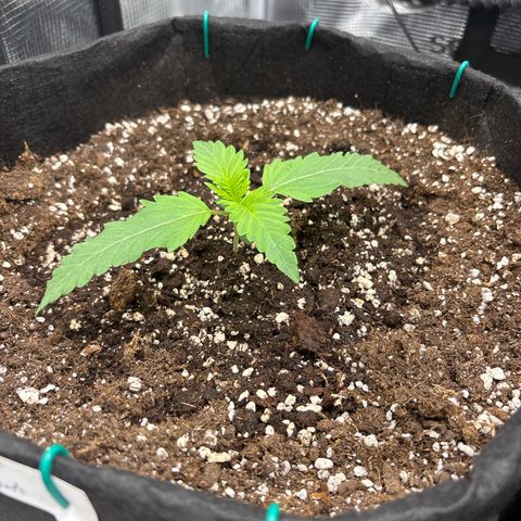 double grape x strawberry nuggets  growlog timeline photo