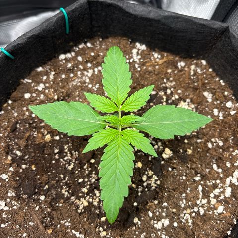 Sour stomper x fantasmo  growlog timeline photo