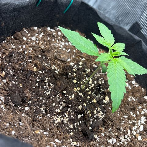 Sour stomper x fantasmo  growlog timeline photo