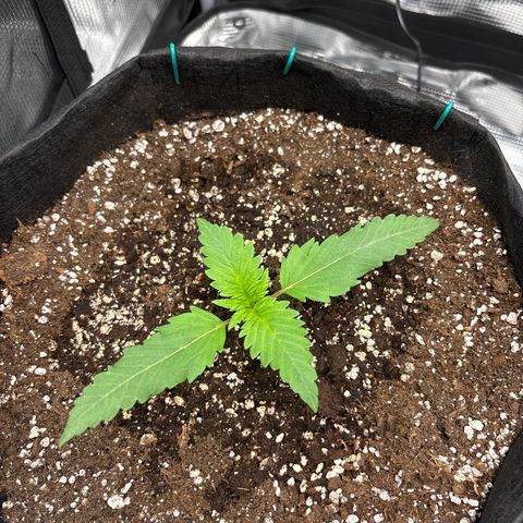 double grape x strawberry nuggets  growlog timeline photo